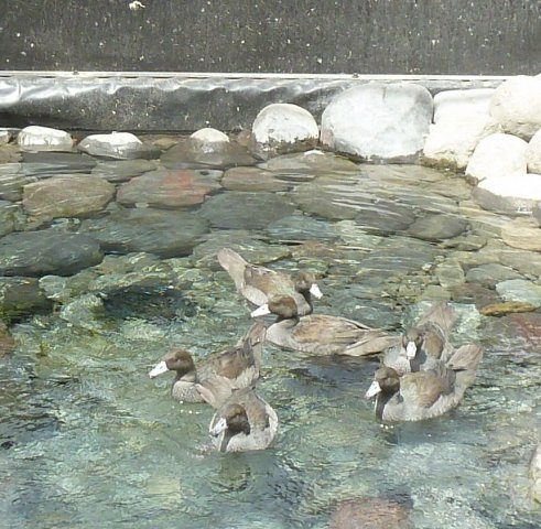 Whio at home in the enclosure