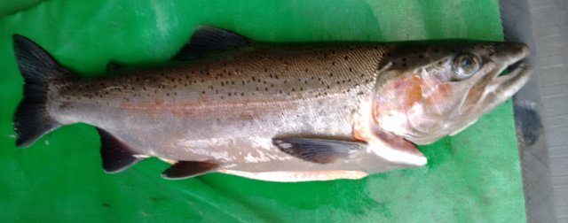 Feb 2015 River caught 4.5lb Jack