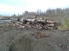 Logs removed from the silt
