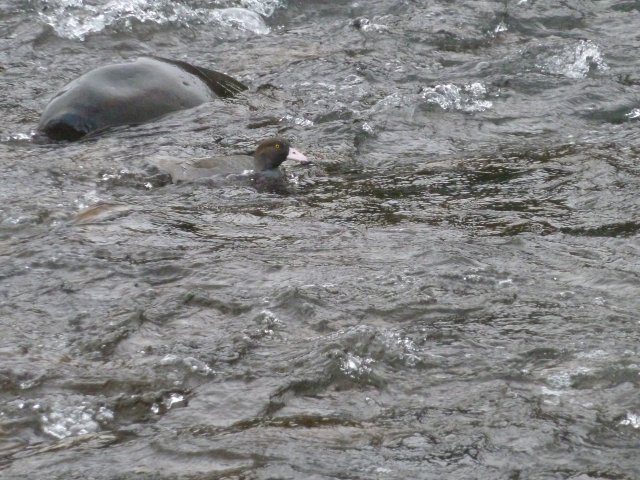 Solitary Whio at Breakfast Pool