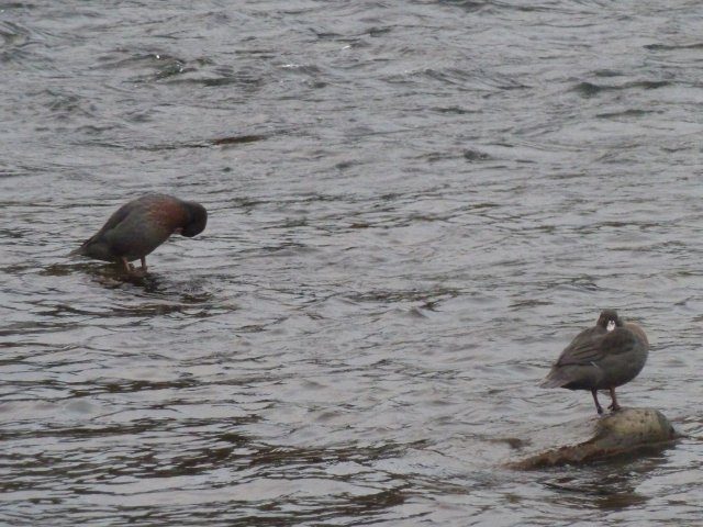 Whio pair at Kamahi 2