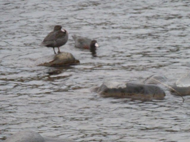 Whio pair at Kamahi