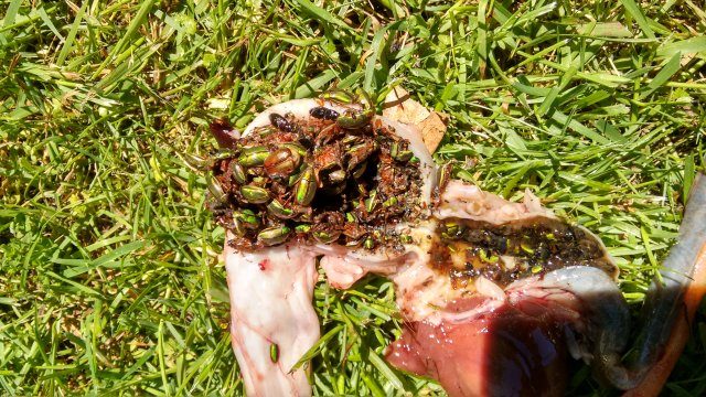Green Beetle in gut of trout