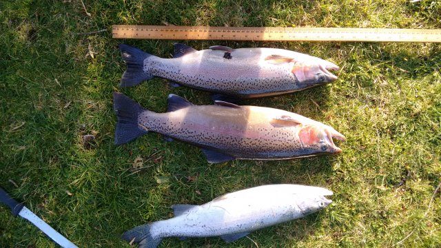 Typical catch after the last spate