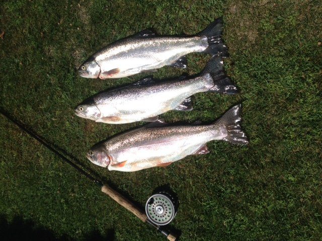 Fish of R and H Kemp 6, 5, and 4lb