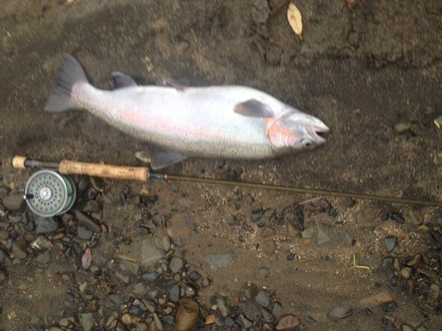 Excellent fish