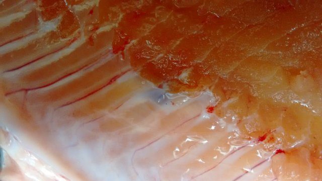 Sign of developing Shag Worm cyst