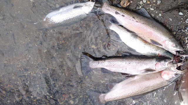 Quality fish