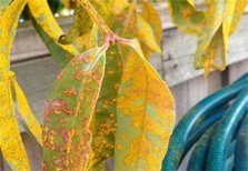 myrtle-rust4-223