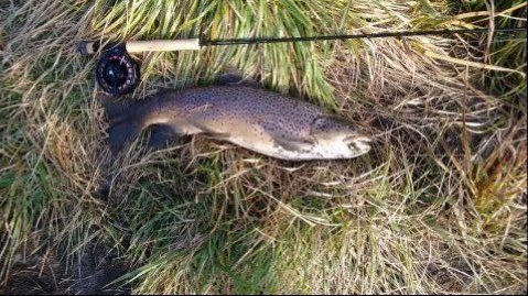 7.5 lb Brown. A genuine weight weighed in