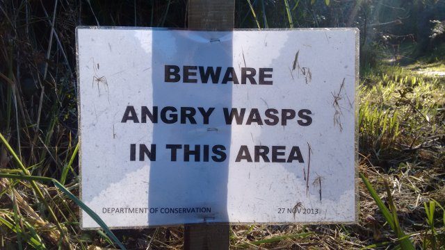 Angry wasps stopped River work
