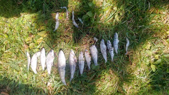 Bullies as main stomach content of a trout