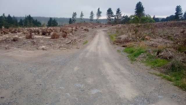 Road to the Blue Pool after felling