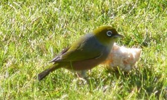 Waxeye