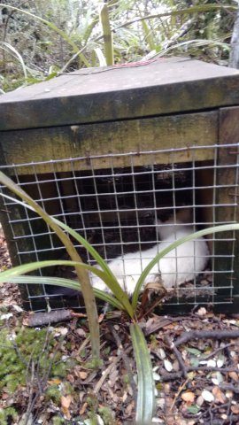 Effective trap catches Stoat now Ermine with winter coatIMG_20160713_130827242
