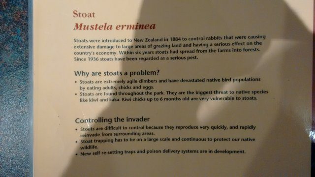 Stoat information at Whakapapa DOC visitor centreIMG_20160713_134224418