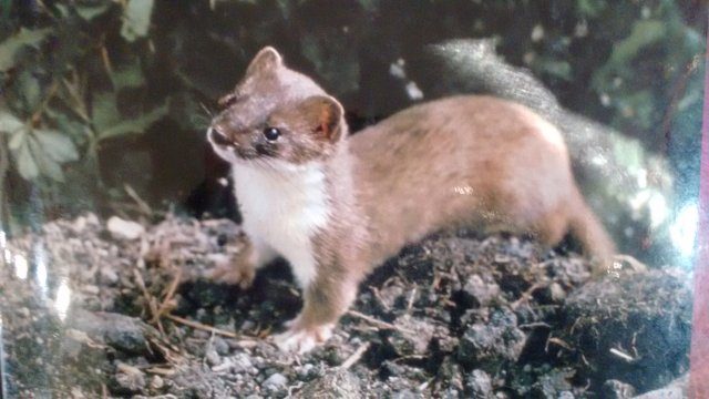 Stoat IMG_20160713_134231723
