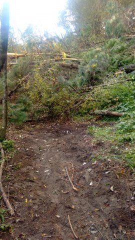 Very large Pinus Radiata fell blocking the track IMG_20180426_150605202_HDR