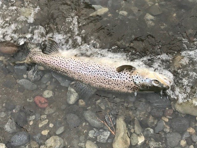 Brown trout caught in lst flood image1