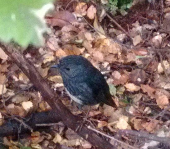 North Island RobinIMG_20180512_181146
