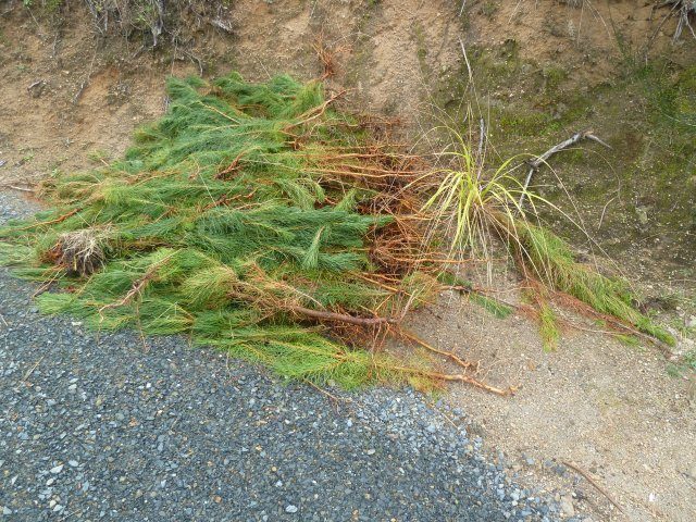 081-jpg  Wilding Pine seedlings pulled out