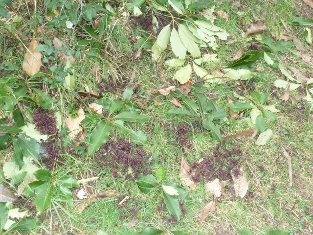 p1020492-jpg  Evidence of birds feeding on Five Finger seeds