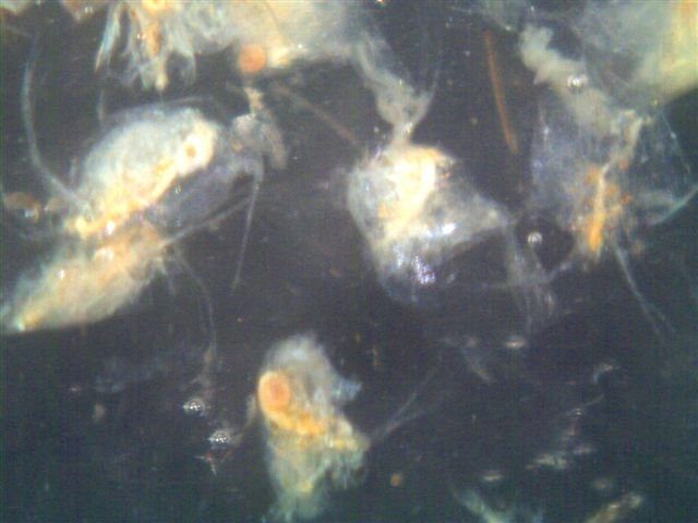 Daphnia.sp