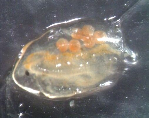 Daphnia.sp