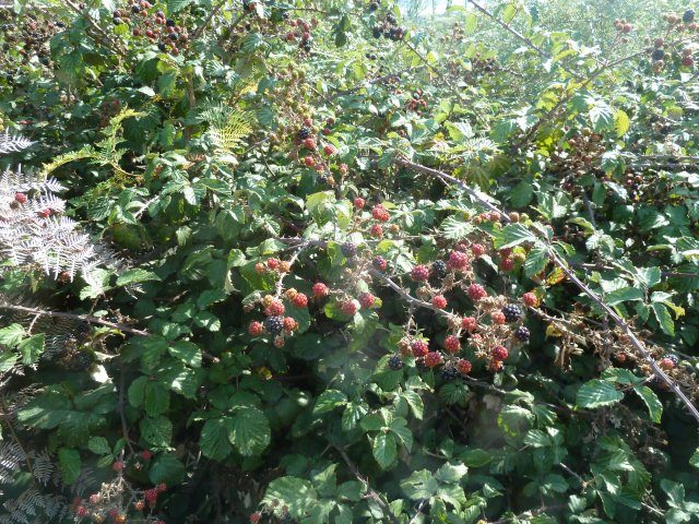 Blackberries