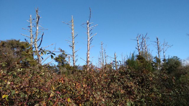 Decaying Pines