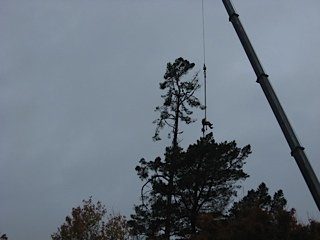 Large Crane hoisted tree feller to cut sections