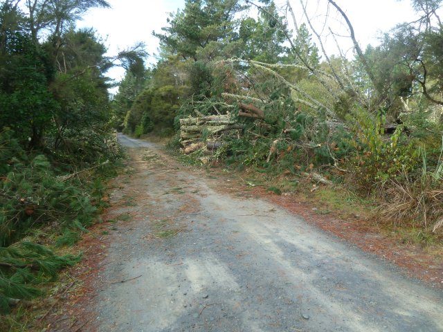 Access to the Blue Pool blocked by wind felled Pine