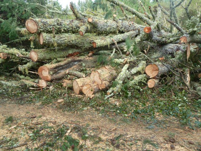 A very large pine.