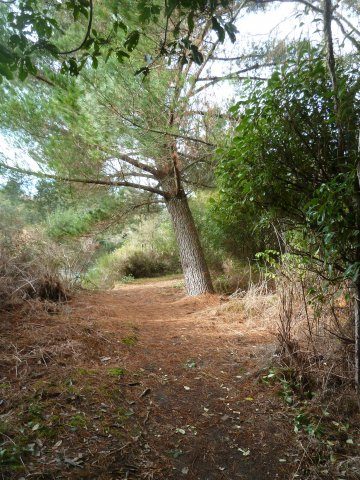 Pine ready to fall in high winds