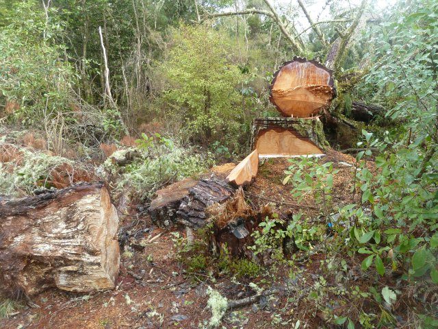 Whitikau Pine felled as a precaution against falling in the river.