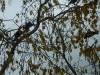 How many Tui in the Kowhai tree.