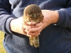 Morepork