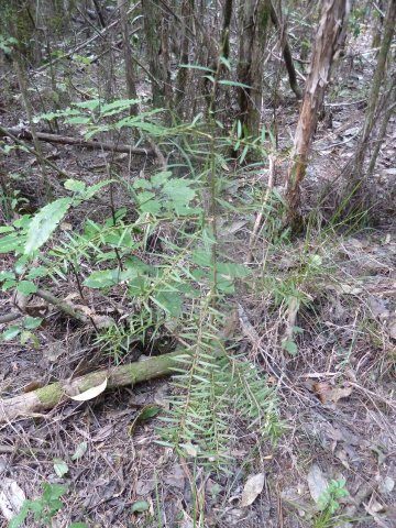 Totara regeneration under poisoned pine