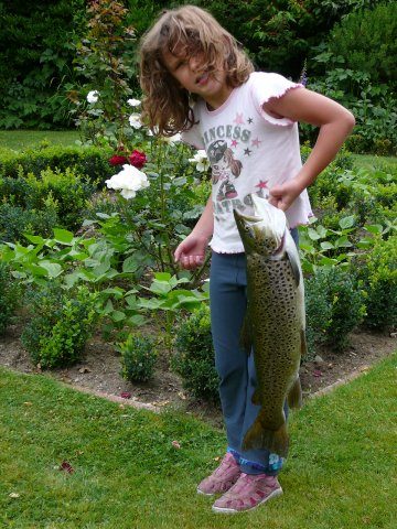Brown Trout