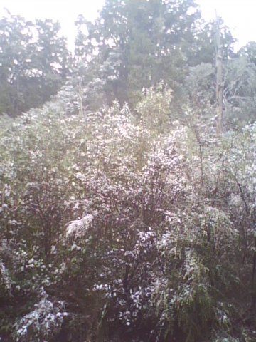 pic_0725_047-snowfall-26711