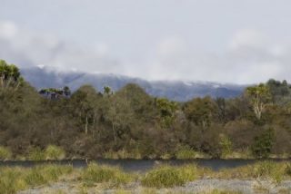 tongariro-river-1-after-pine-control_0