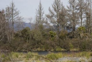tongariro-river-1-poisoned-pines_0