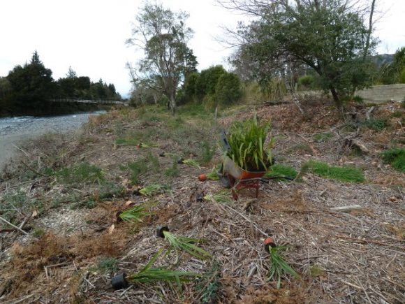 Planting area, left bank Breakfast Pool