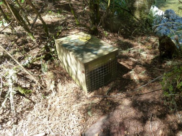 047 Rat and Stoat Traps