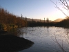 The Reed Pool