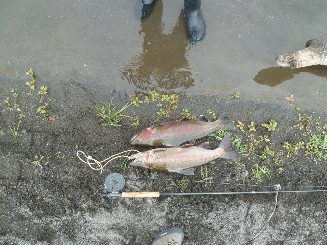 Good sized fish