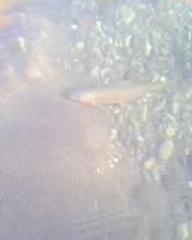 Trout in moving sands