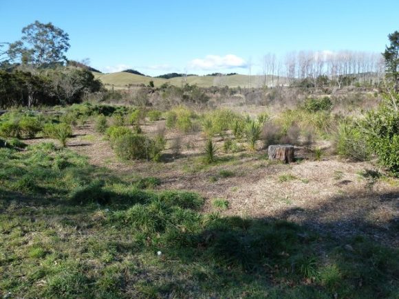 Taupahi Reserve