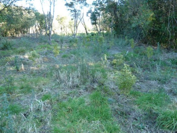 Te Aho to Taupahi Reserve.