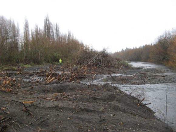 willow-clearance-img_1920